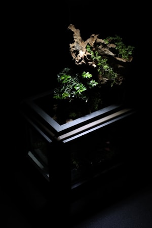 A dimly lit, glass-encased terrarium displays a piece of driftwood adorned with lush green foliage. The surrounding environment is predominantly dark, accentuating the brightness of the plants and the intricate texture of the wood.