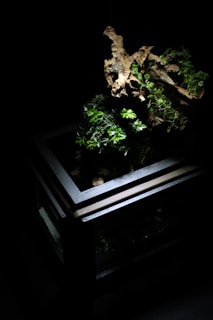 A terrarium with a dark, minimalist design featuring a wooden structure, small green plants, and a piece of driftwood. The plants are illuminated against a black background, highlighting their vibrant green leaves and the natural textures of the wood.