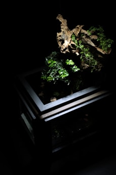 A terrarium with a dark, minimalist design featuring a wooden structure, small green plants, and a piece of driftwood. The plants are illuminated against a black background, highlighting their vibrant green leaves and the natural textures of the wood.
