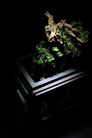 A terrarium with a dark, minimalist design featuring a wooden structure, small green plants, and a piece of driftwood. The plants are illuminated against a black background, highlighting their vibrant green leaves and the natural textures of the wood.