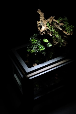 A terrarium with a dark, minimalist design featuring a wooden structure, small green plants, and a piece of driftwood. The plants are illuminated against a black background, highlighting their vibrant green leaves and the natural textures of the wood.