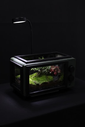 An elegant terrarium showcasing a miniature forest landscape.