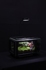 A small terrarium placed in a dark setting, illuminated from above by a focused light. Inside, there is a miniature landscape featuring lush green moss, small leafy plants, and a few pinkish-red plants adding a touch of color.
