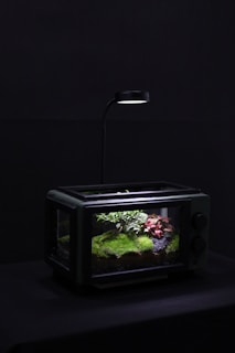 A lush terrarium with vibrant mosses and miniature ferns under soft natural light
