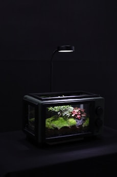 A small terrarium placed in a dark setting, illuminated from above by a focused light. Inside, there is a miniature landscape featuring lush green moss, small leafy plants, and a few pinkish-red plants adding a touch of color.