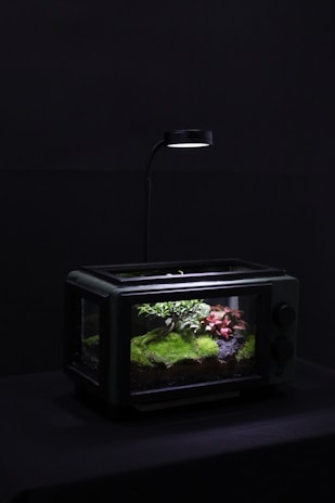 A small terrarium placed in a dark setting, illuminated from above by a focused light. Inside, there is a miniature landscape featuring lush green moss, small leafy plants, and a few pinkish-red plants adding a touch of color.