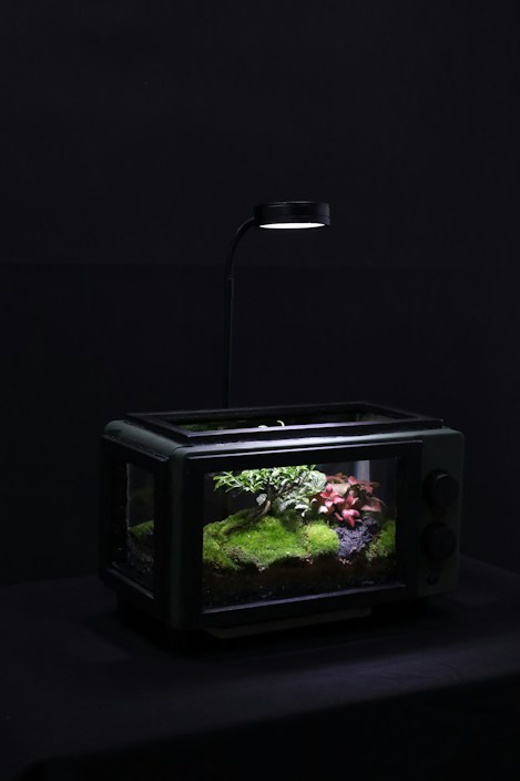 A small terrarium placed in a dark setting, illuminated from above by a focused light. Inside, there is a miniature landscape featuring lush green moss, small leafy plants, and a few pinkish-red plants adding a touch of color.