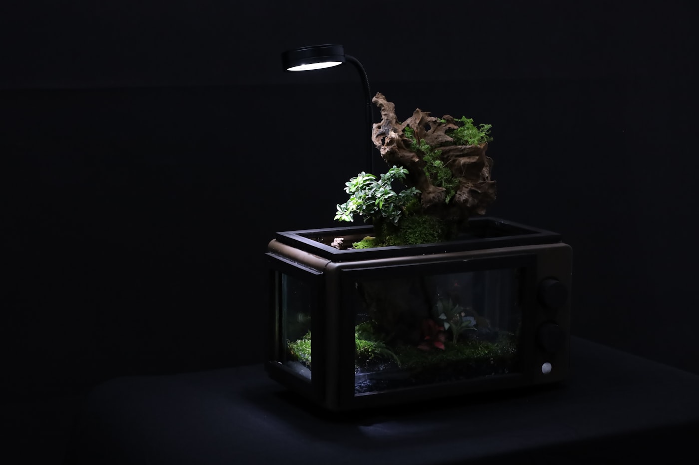 Aquarium mit Pflanzen und klarem Wasser in Nahaufnahme