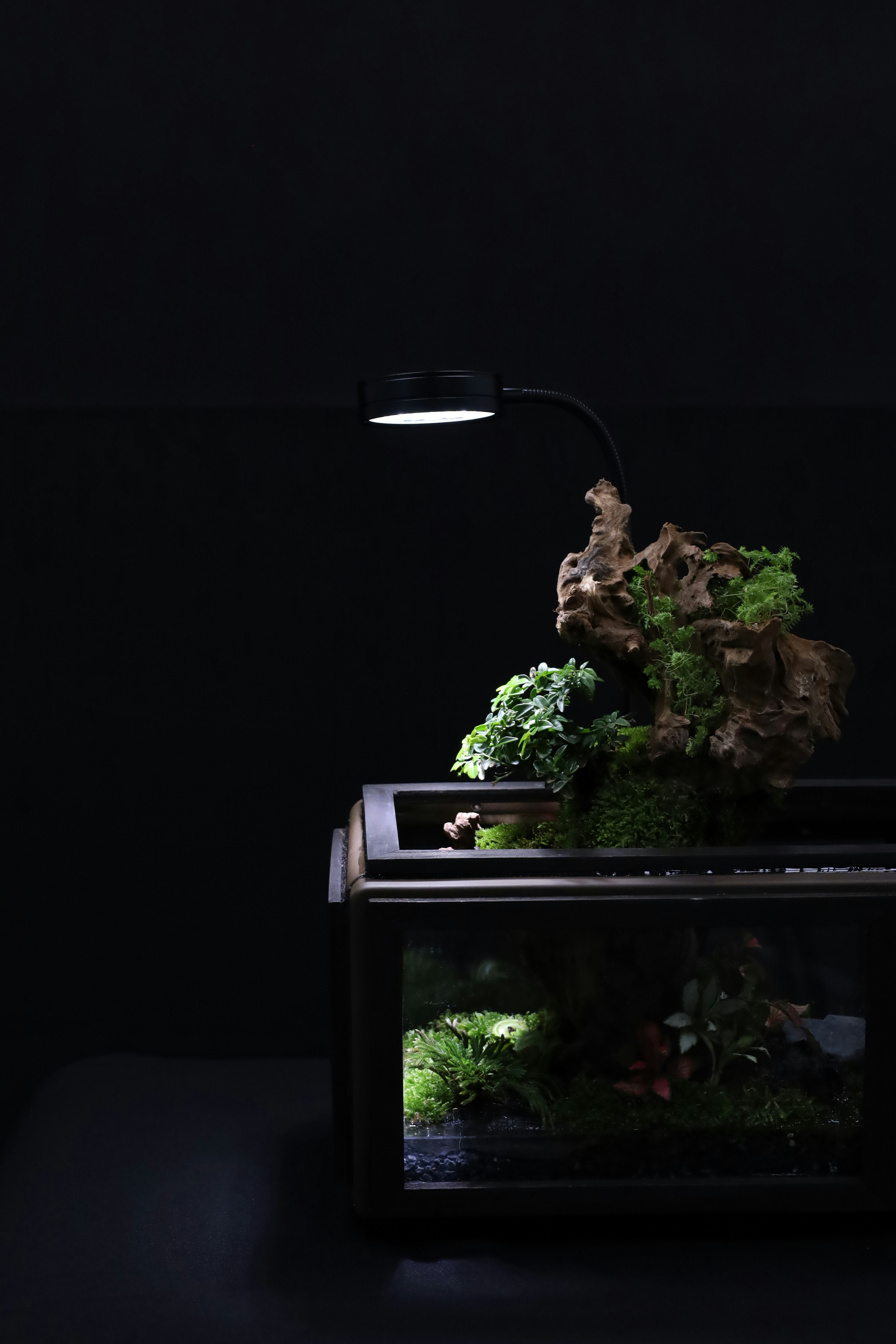 Tanaman dan Hewan Terrarium