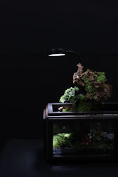 A modern terrarium setup with lighting and plants for reptiles.