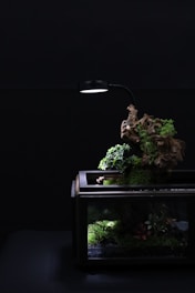 A cozy terrarium setup featuring lush plants and a small salamander habitat.