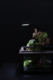 A clean, modern terrarium with layered moss and tiny plants glowing softly in natural light.