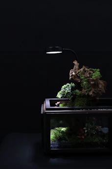 Close-up of a vibrant terrarium with lush green plants and tiny decorative elements.