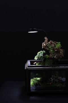 A vibrant collection of small tropical plants arranged in a terrarium.