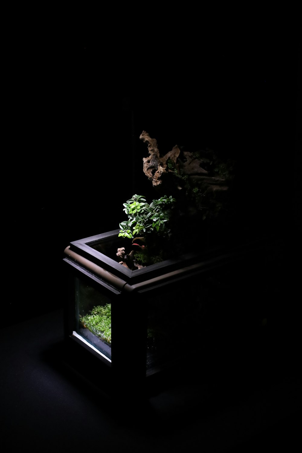 a dark room with a plant inside of it