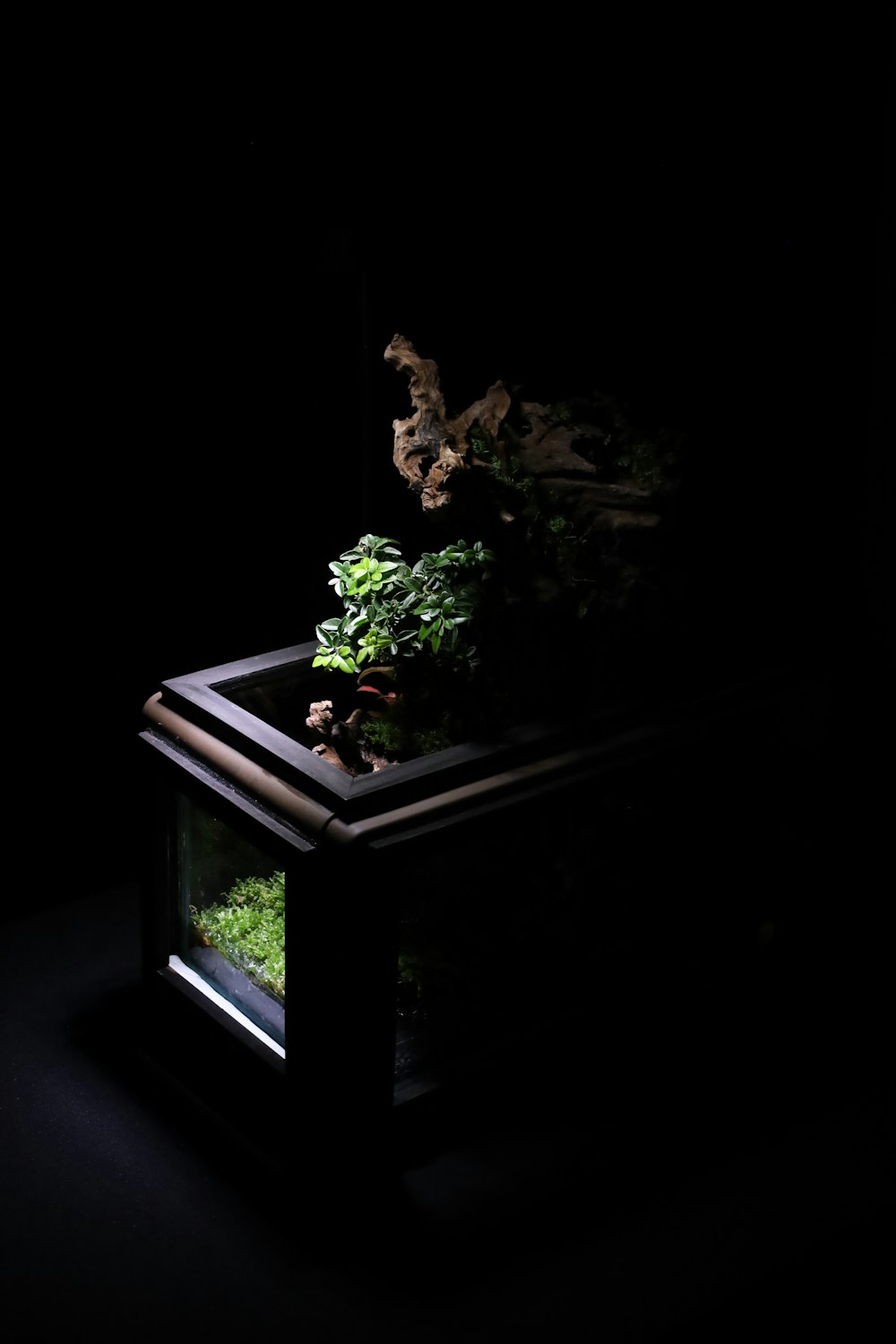 a dark room with a plant in it