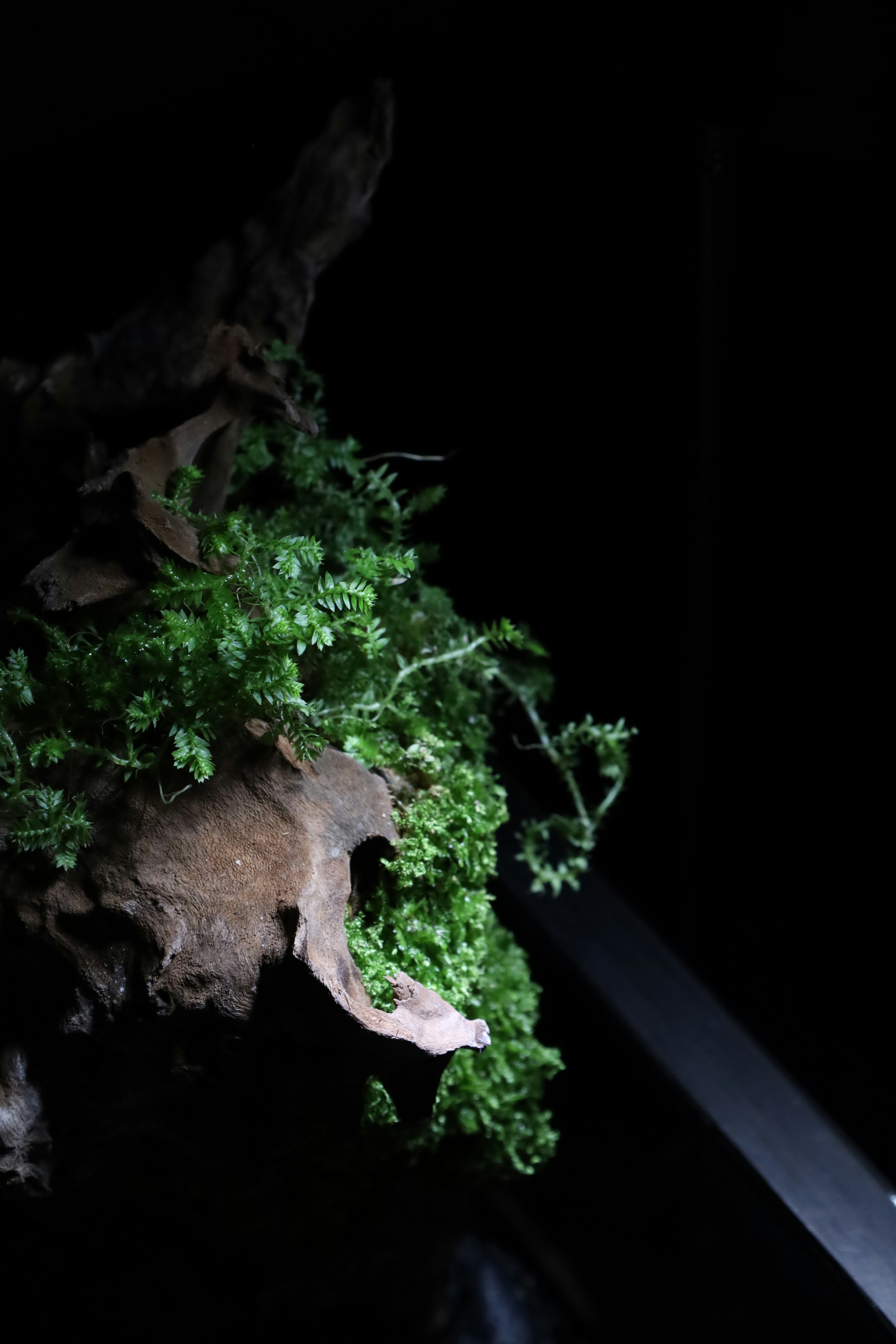 Photo by tranquangphu