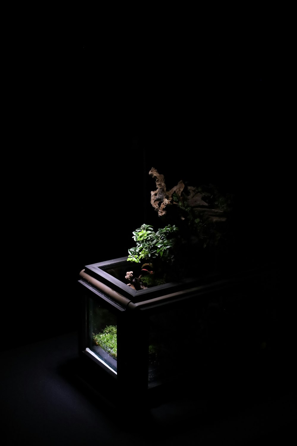 a dark room with a plant in it