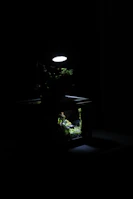 A detailed shot of a terrarium setup with lush plants and warm lighting, showcasing husbandry care.