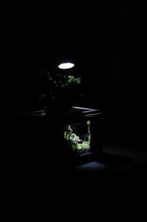 A cozy corner scene with a large terrarium glowing softly in natural light