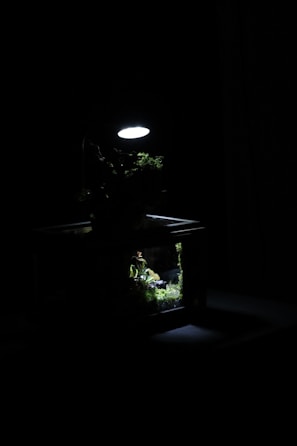 Wide shot of several terrariums displayed on shelves with warm ambient lighting.