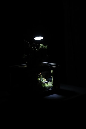 A dimly lit glass terrarium is displayed with lush, green plants illuminated from above by a small, focused light. The light highlights the textures and details of the plants, creating a serene miniature landscape surrounded by darkness.