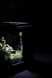 A dark room with an illuminated aquarium displaying lush green foliage and moss-covered rocks. The aquarium is partially visible with a soft light highlighting the plants and creating reflections on the glass.