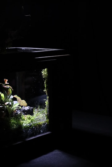 A dark room with an illuminated aquarium displaying lush green foliage and moss-covered rocks. The aquarium is partially visible with a soft light highlighting the plants and creating reflections on the glass.
