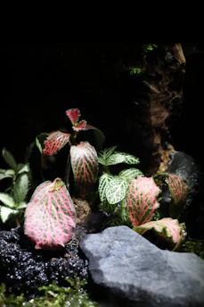 a close up of a plant near a rock