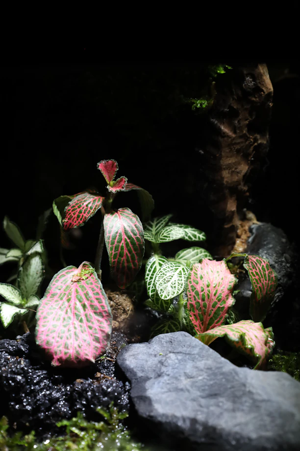 a close up of a plant near a rock