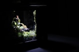 A small enclosed terrarium or vivarium with green plants and mosses is partially illuminated from the side, creating a dramatic contrast against the surrounding darkness. The plants appear lush and vibrant, suggesting a moist, thriving environment.