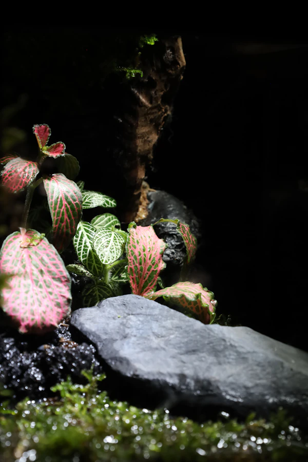 Arrangement Iwagumi de roches avec plantes tapissantes