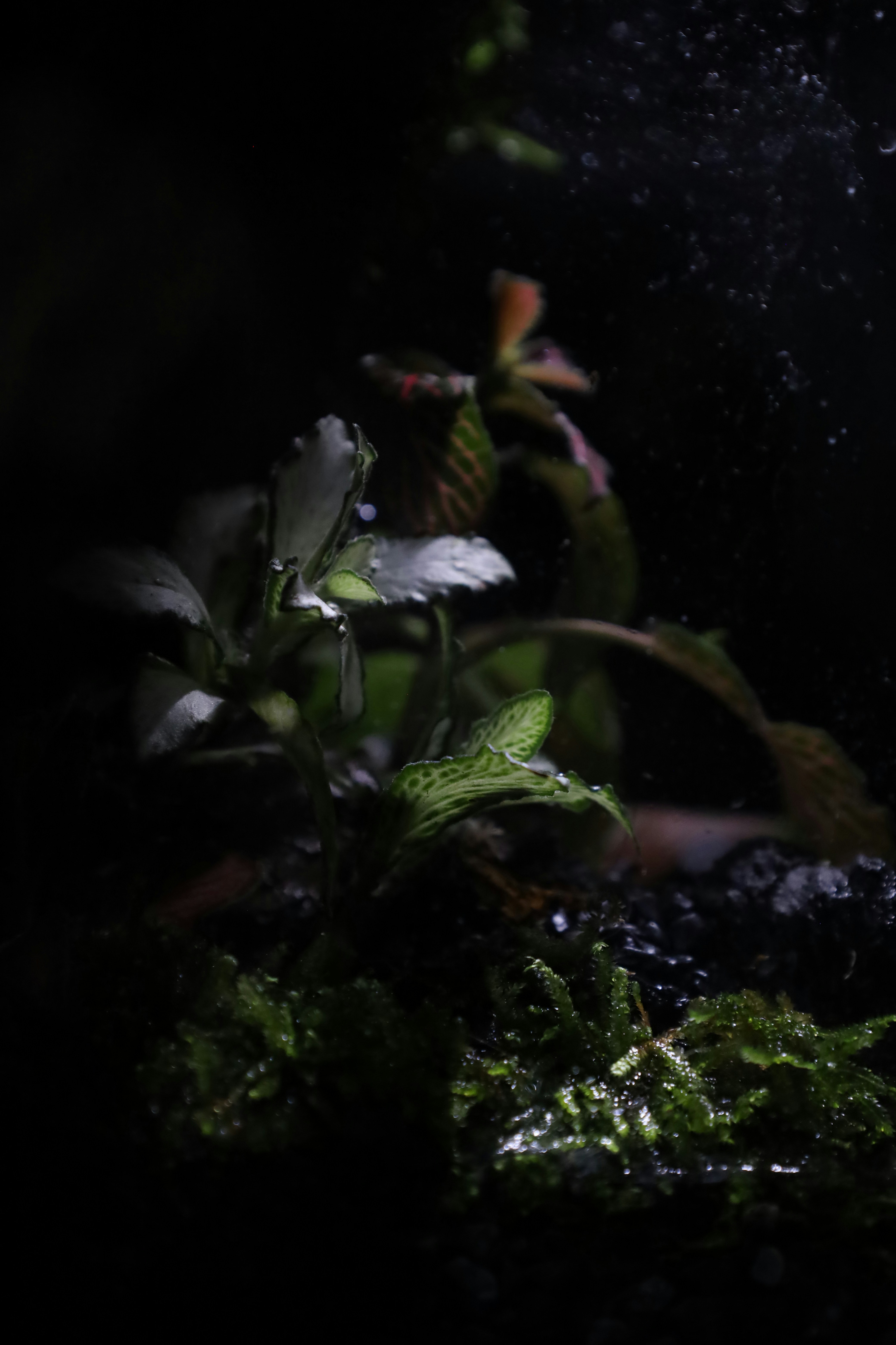 Photo by tranquangphu