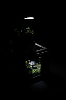 A small terrarium is illuminated by a single overhead light, highlighting green plants and rocks within a glass container against a dark background.