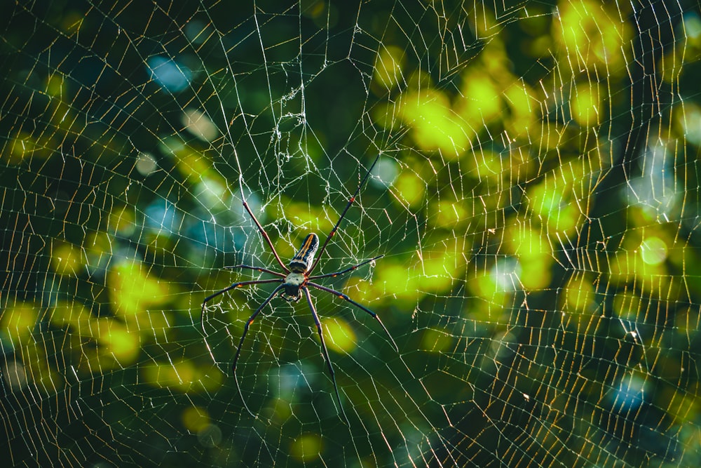 a close up of a spider's web on a tree
