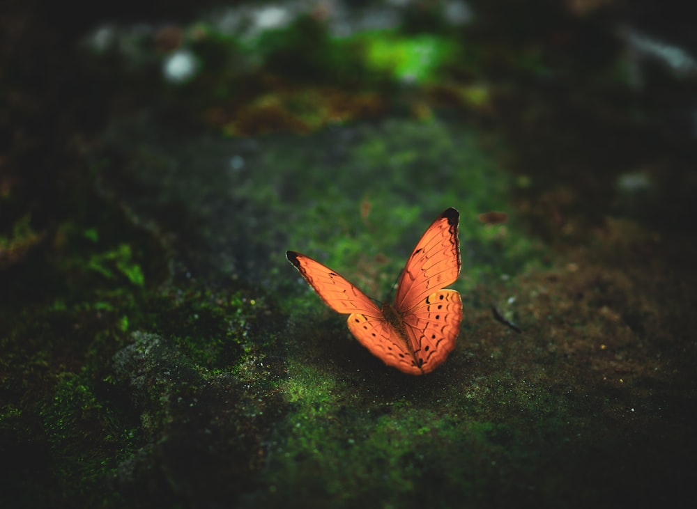 a small orange butterfly sitting on a mossy surface