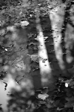 A black and white photograph of a puddle on a forest floor, with leaves floating on the water's surface. The reflection of trees is visible within the puddle, adding texture and depth.