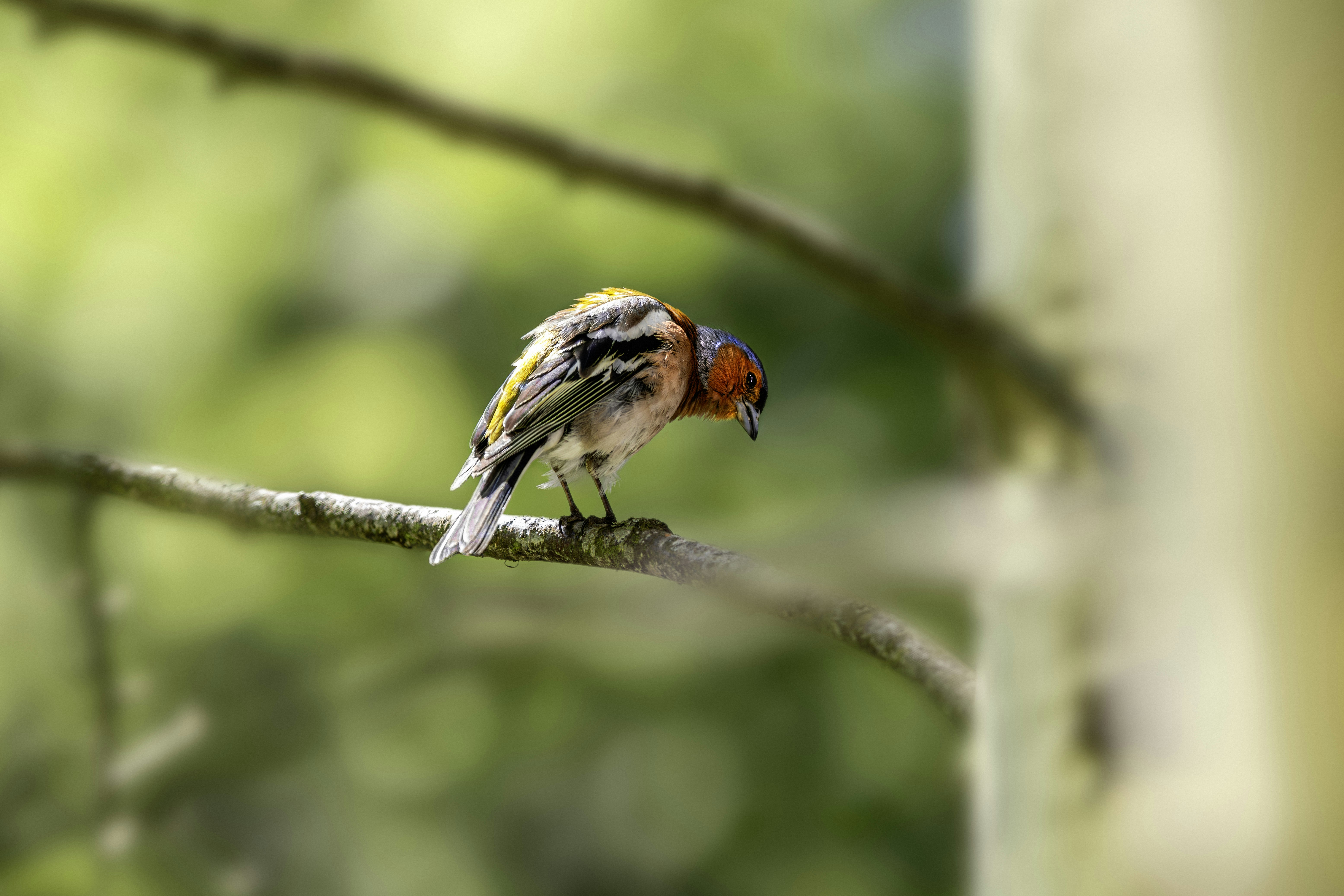 Photo by erik_karits