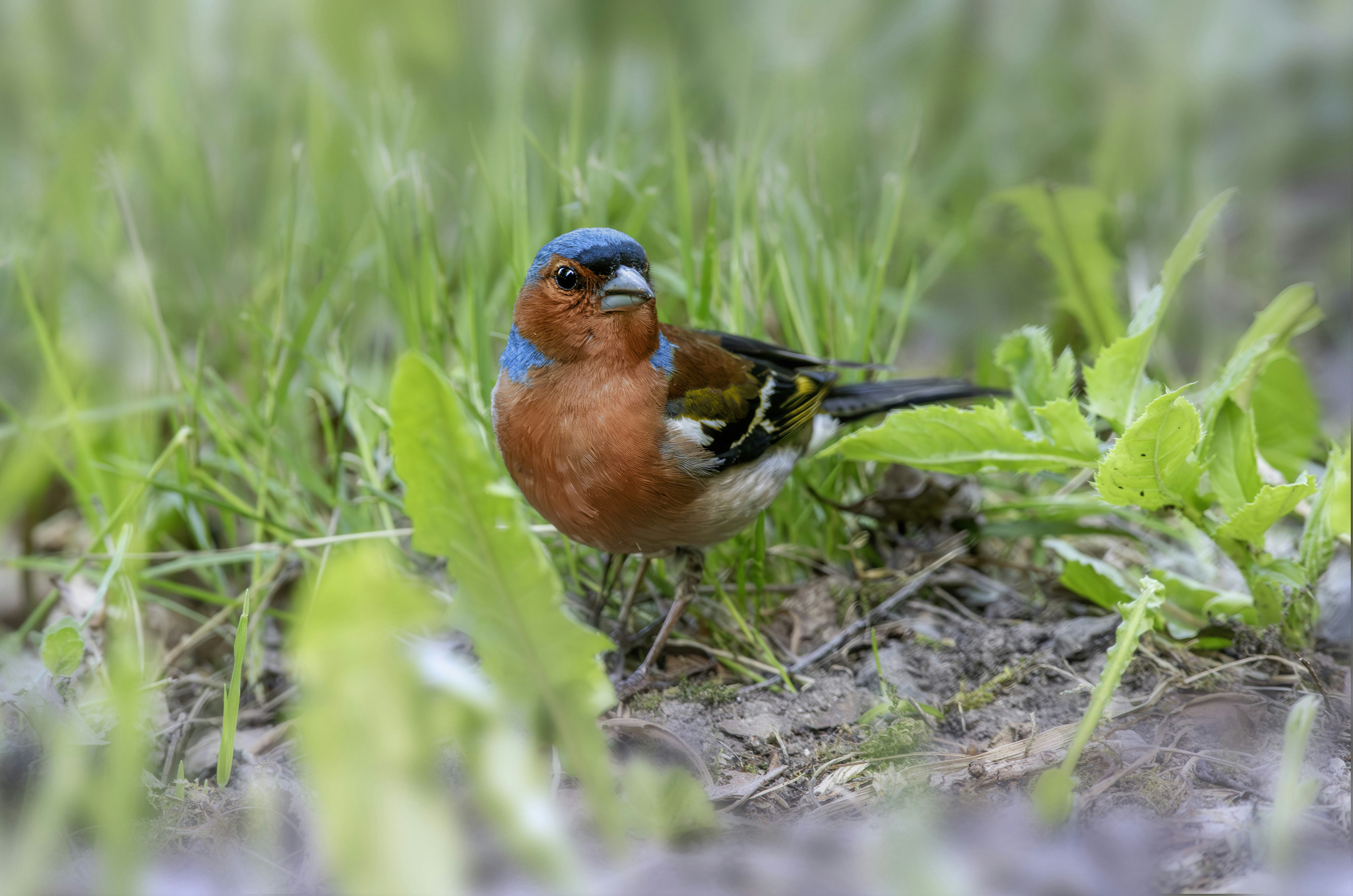 Photo by erik_karits