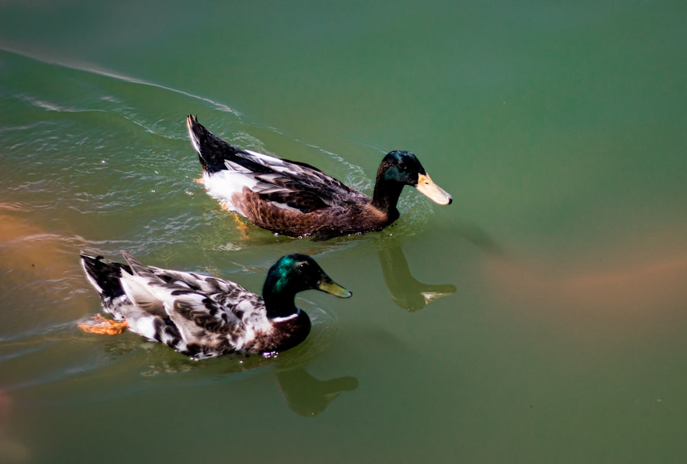 two ducks are swimming in the water together