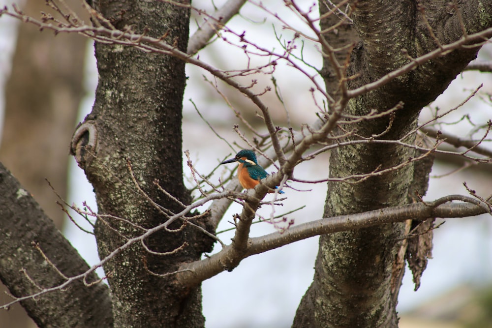 a small bird perched on a tree branch