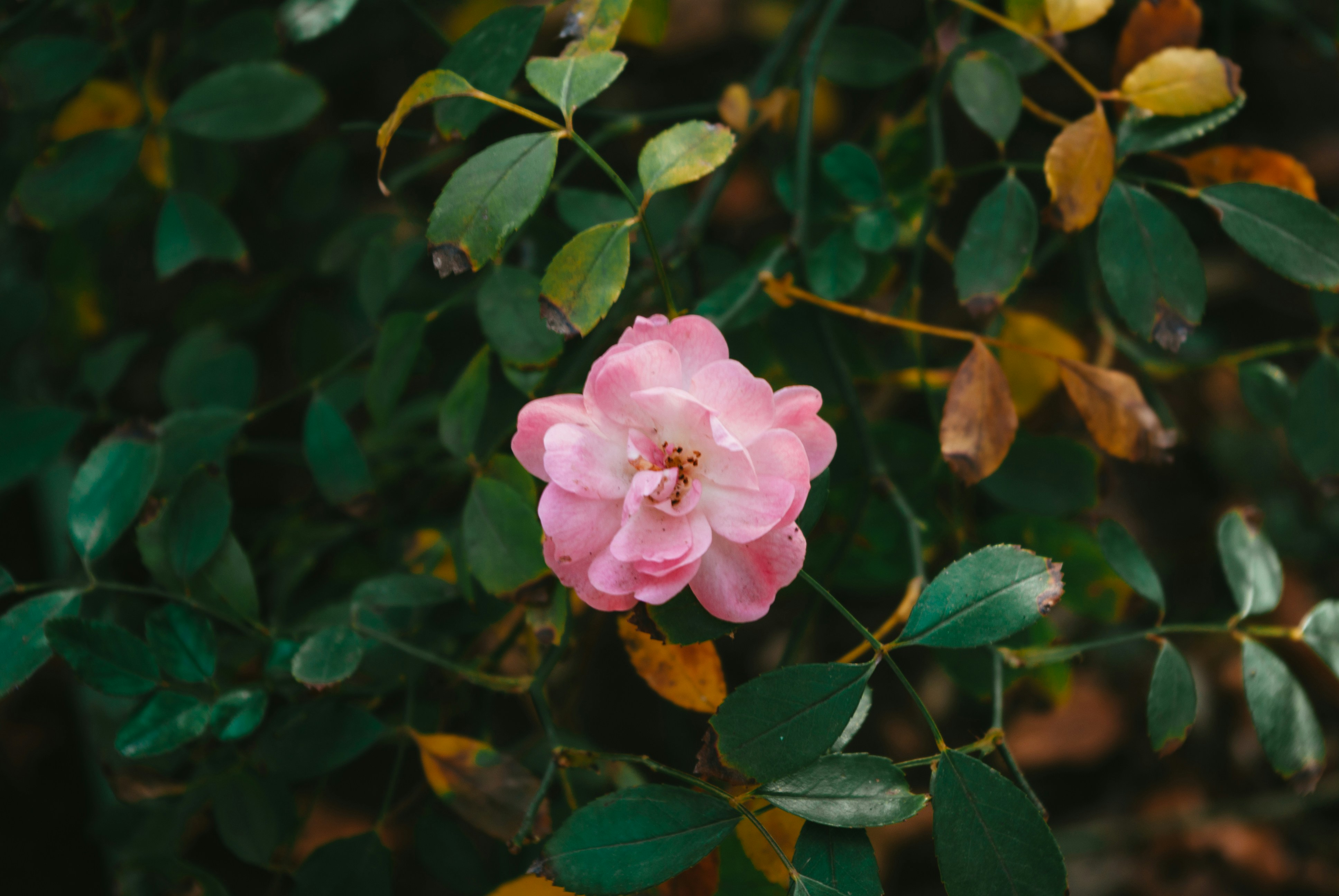 Photo by moonmoons_days