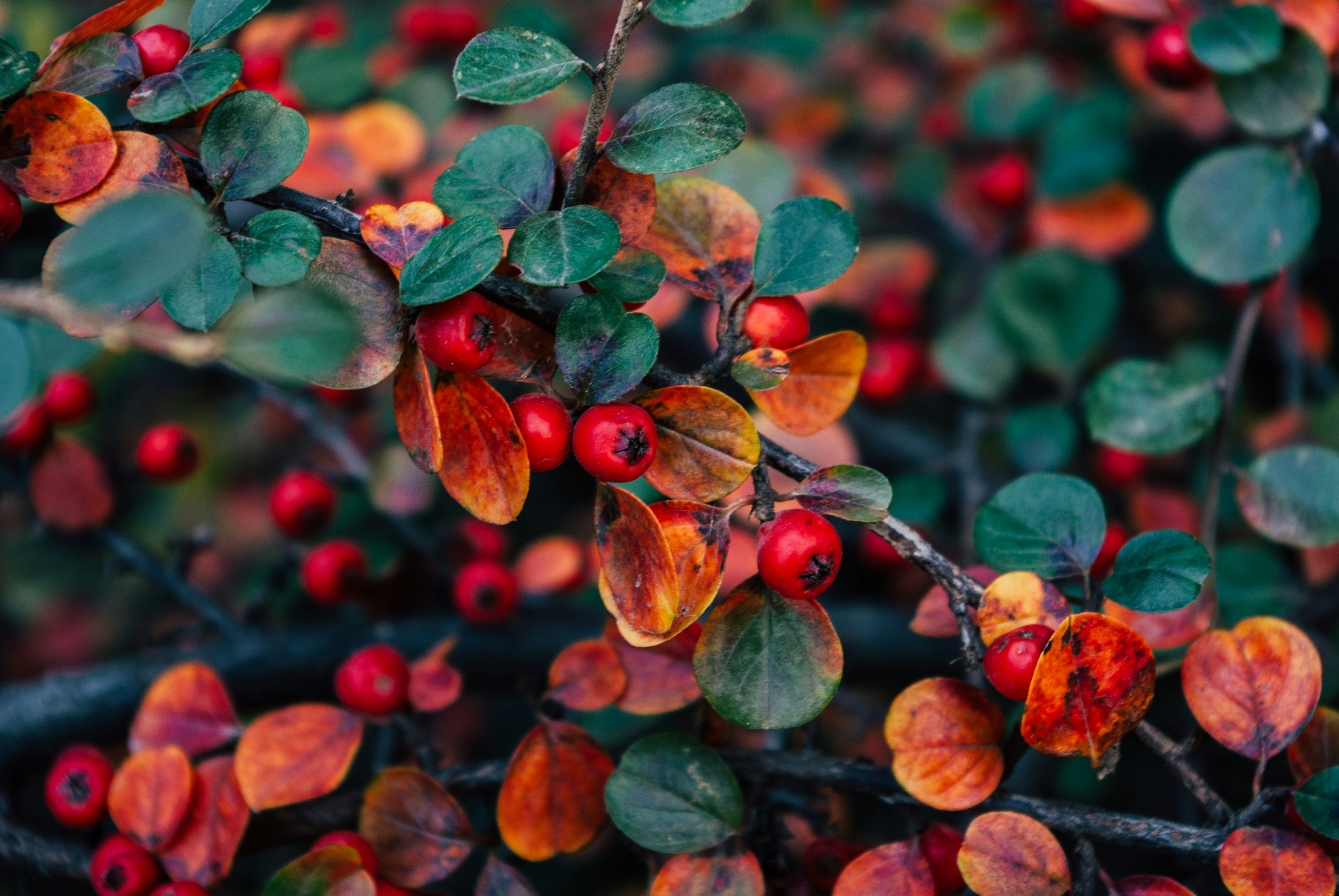 Photo by moonmoons_days