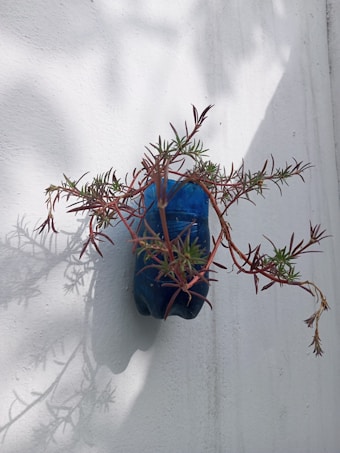 A blue plastic bottle is repurposed as a planter, attached to a white wall with a small green plant growing out of it. The wall's texture and the shadow of the plant create a subtle play of light and shadow.