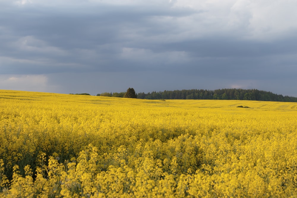 a field full of yellow flowers under a cloudy sky