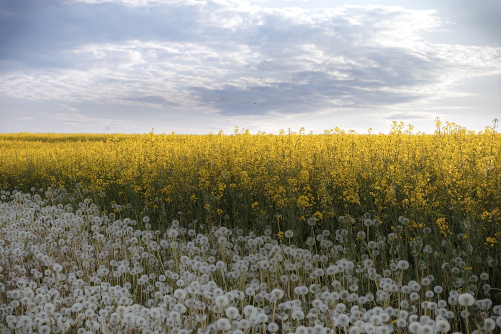 ein Feld voller Blumen unter einem bewölkten Himmel