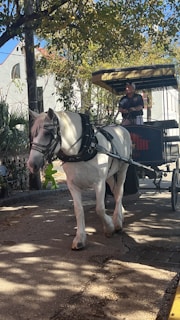 A white horse is pulling a carriage along a tree-lined street. The carriage driver is sitting on the carriage, holding the reins. Sunlight filters through the leaves, casting dappled shadows on the ground. The background features a building with a curved roof and a leafy environment, adding a rustic charm to the scene.