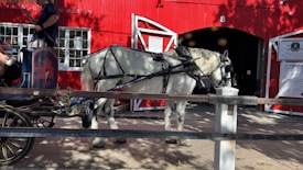 A white horse is harnessed to a carriage outside a red building with large windows and double doors. A person is seated in the carriage holding the reins, while another person stands nearby. Several signs are posted on the building, which casts shadows on the ground.