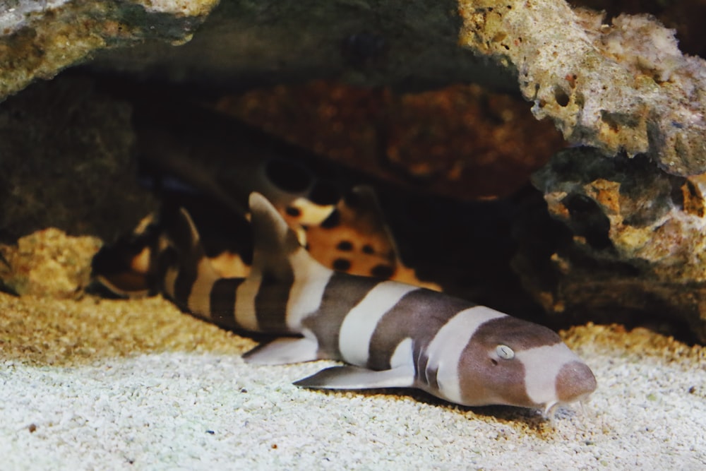 a fish that is laying down in the sand