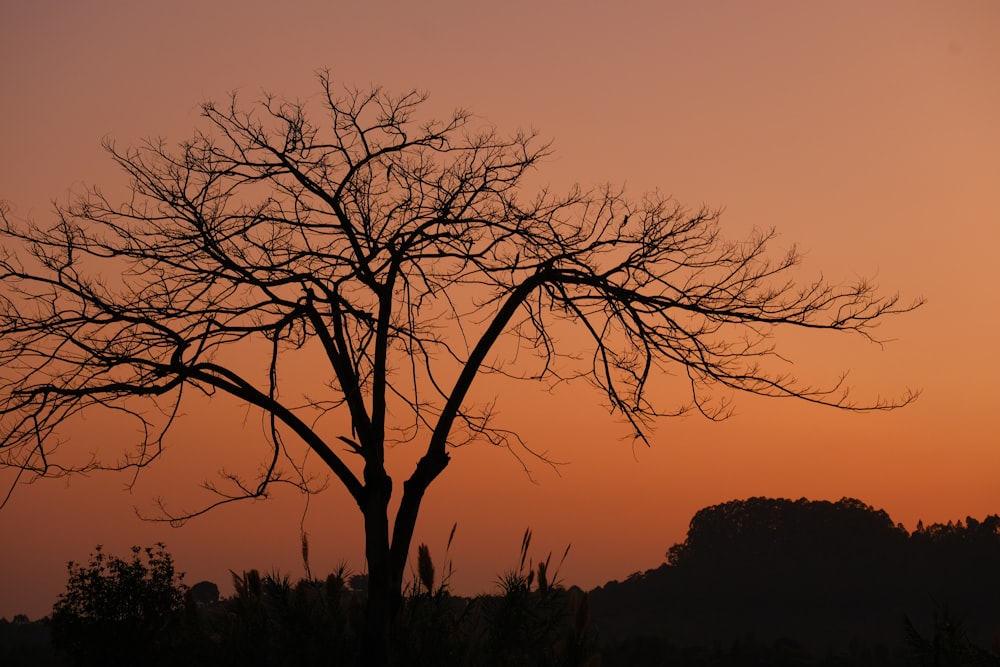 a tree with no leaves in front of a sunset